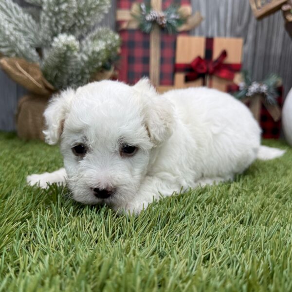 PuppySpot Puppy