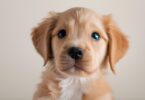Buying a Puppy? Here's What You Need to Know