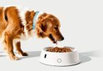 Best Microchip Dog Feeders