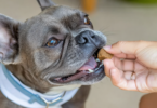 best probiotics for dogs