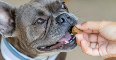 best probiotics for dogs