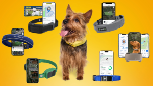 Dog wearing a GPS collar surrounded by multiple smart dog GPS collars and tracking apps, comparing the best GPS dog collars for location tracking and virtual fences