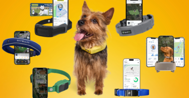 Dog wearing a GPS collar surrounded by multiple smart dog GPS collars and tracking apps, comparing the best GPS dog collars for location tracking and virtual fences