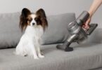 8 Best Vacuums for Dog Hair