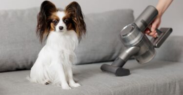 8 Best Vacuums for Dog Hair