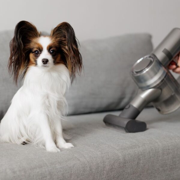 8 Best Vacuums for Dog Hair