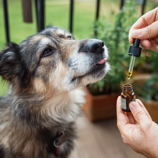 Benefits of CBD Oil and Treats for Dogs