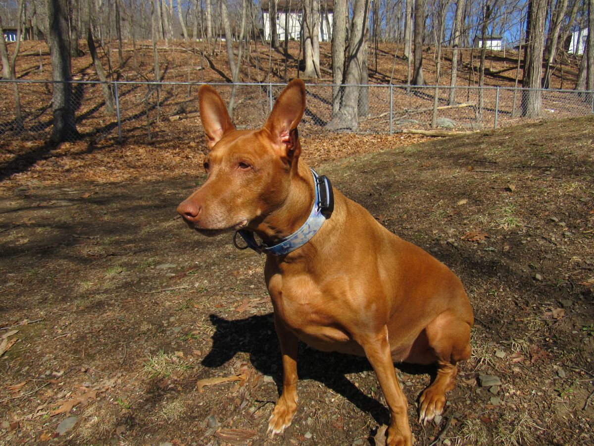 Tractive GPS Tracker for dogs review