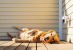est Pet Security Cameras to Monitor, Talk, and Treat Your Dogs Remotely