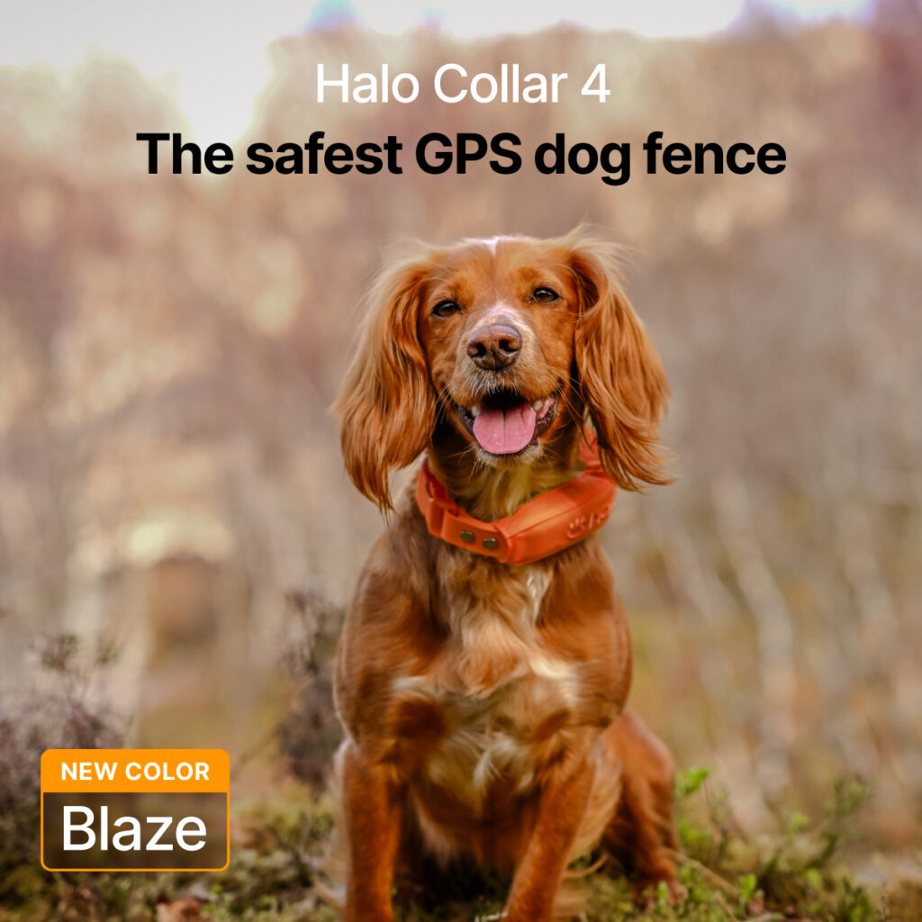 Best GPS Dog Collar for Camping, Hiking, Hunting & Fishing Adventures 