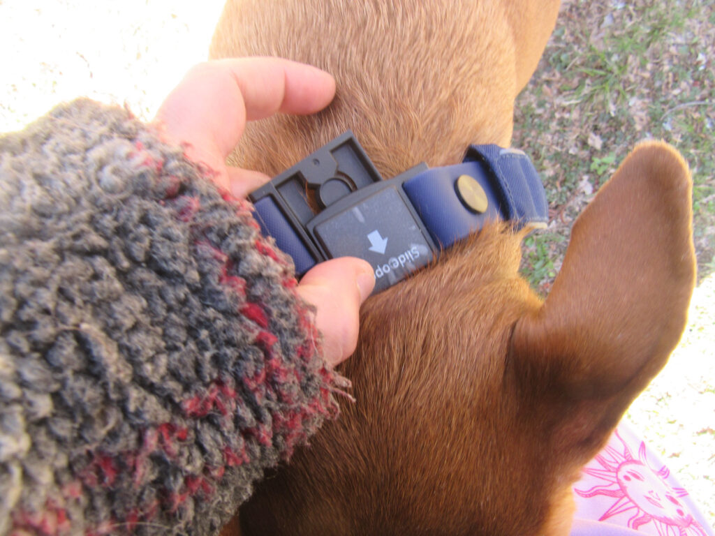 SATELLAI collar easy open and close buckle