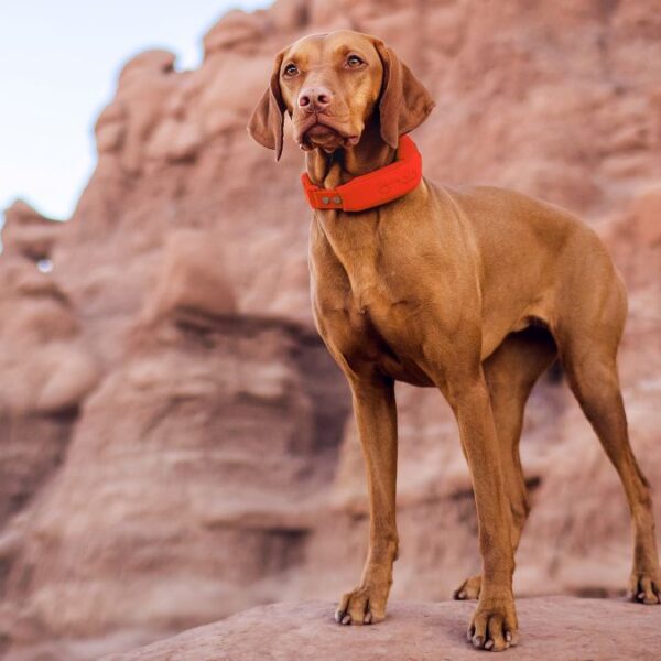 Halo Collar 5 Just Dropped in Price (And It’s a Big One)