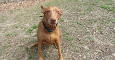 PetPace Smart Collar Review Dog Heart Rate vs. Heart Rate Variability: Why HRV Can Tell You So Much More