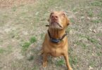 PetPace Smart Collar Review