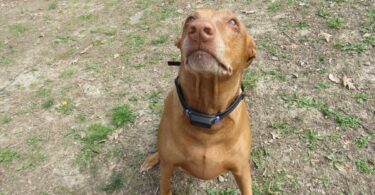 PetPace Smart Collar Review