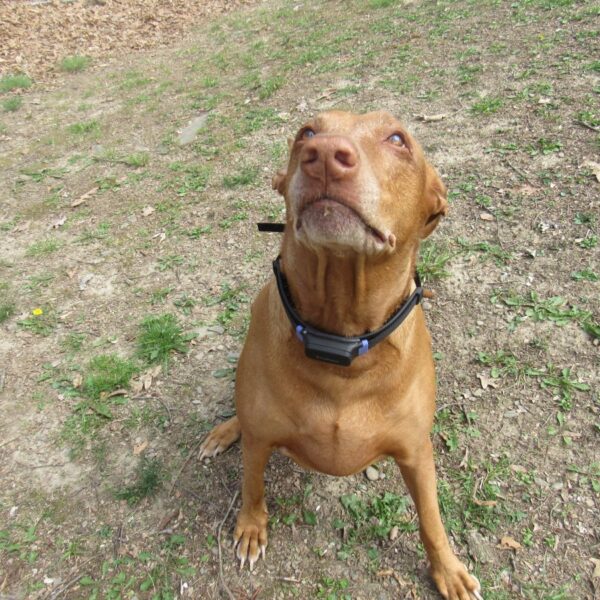 PetPace Smart Collar Review