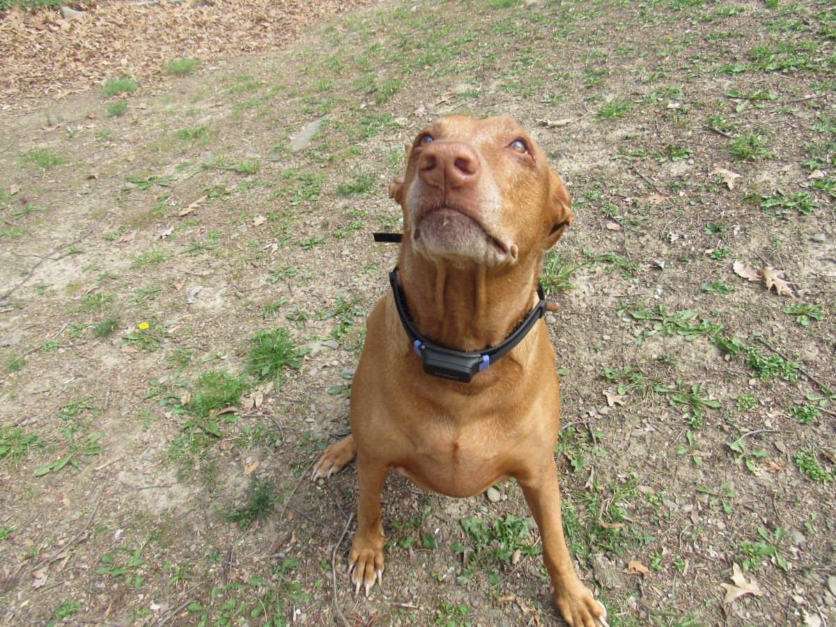 PetPace Smart Collar 3.0