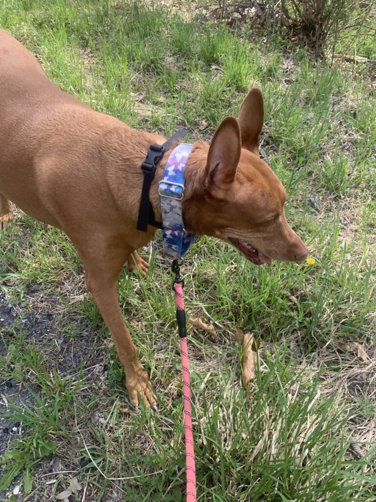 PetPace Smart Collar Review