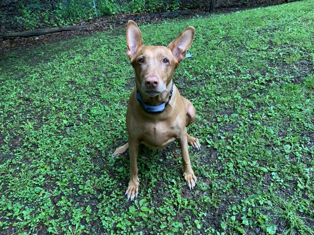 Guardian® GPS 2.0 Dog Fence + Tracking Review