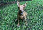 Guardian® GPS 2.0 Dog Fence + Tracking Review