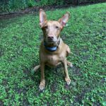 Guardian® GPS 2.0 Dog Fence + Tracking Review