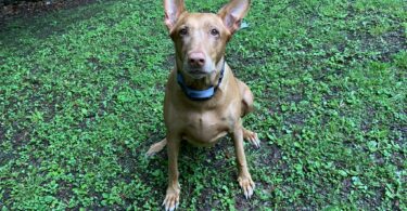 Guardian® GPS 2.0 Dog Fence + Tracking Review