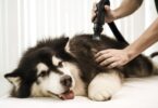 best Dog Grooming Vacuums