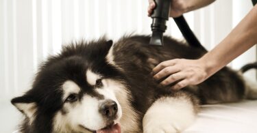 best Dog Grooming Vacuums