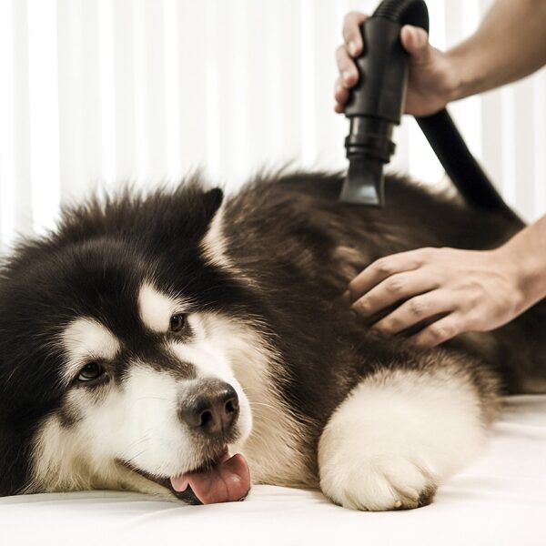 best Dog Grooming Vacuums