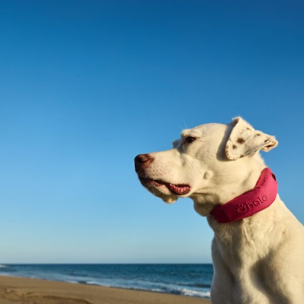 Best GPS Dog Collar for Camping, Hiking, Hunting & Fishing Adventures 