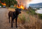 How a GPS Dog Collar Could Save Your Life (Yes, Really)