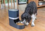 Smart Ways to Portion Dog Food with Wi-Fi Feeders 02