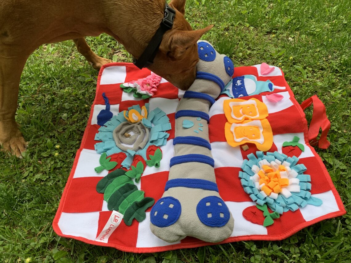 8 Brilliant Dog Mental Stimulation Ideas for Busy Pet Parents