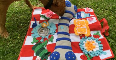 8 Brilliant Dog Mental Stimulation Ideas for Busy Pet Parents