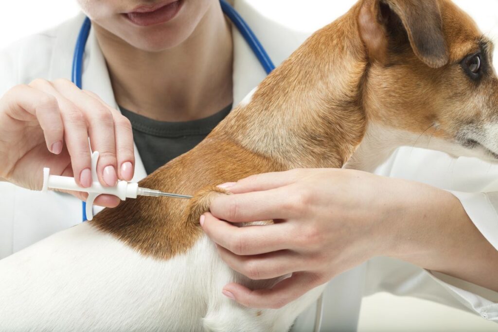 What is a dog microchip