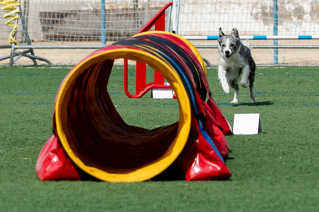 Dog Agility Equipment That Brings Obstacle Course Fun to the Backyard