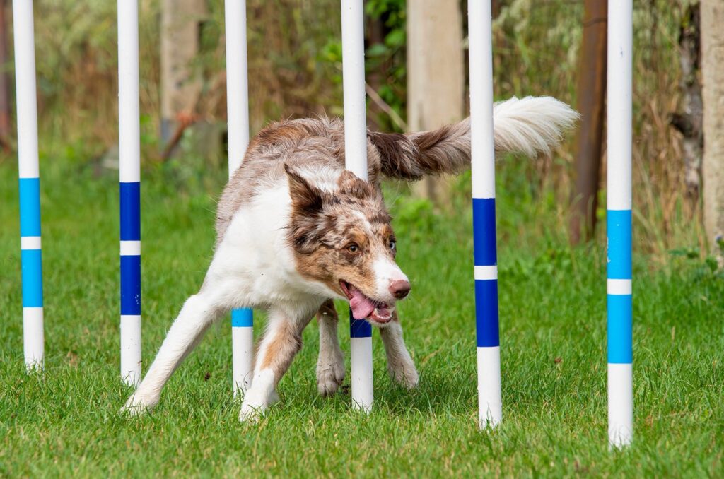 Dog Agility Equipment That Brings Obstacle Course Fun to the Backyard