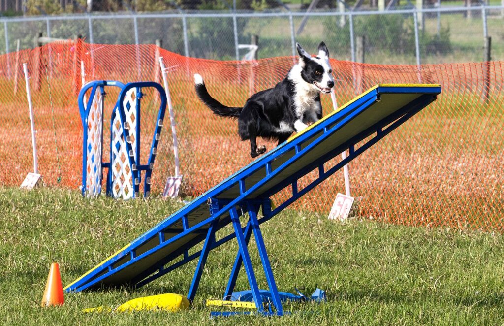 Dog Agility Equipment That Brings Obstacle Course Fun to the Backyard