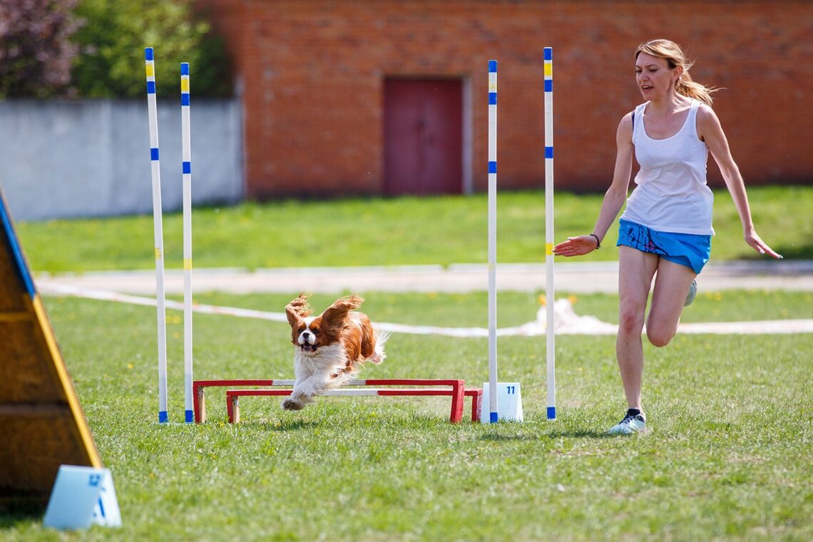 Dog Agility Equipment That Brings Obstacle Course Fun to the Backyard