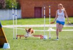 Dog Agility Equipment That Brings Obstacle Course Fun to the Backyard