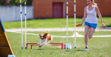 Dog Agility Equipment That Brings Obstacle Course Fun to the Backyard