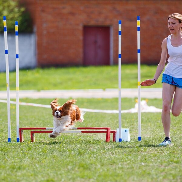 Dog Agility Equipment That Brings Obstacle Course Fun to the Backyard