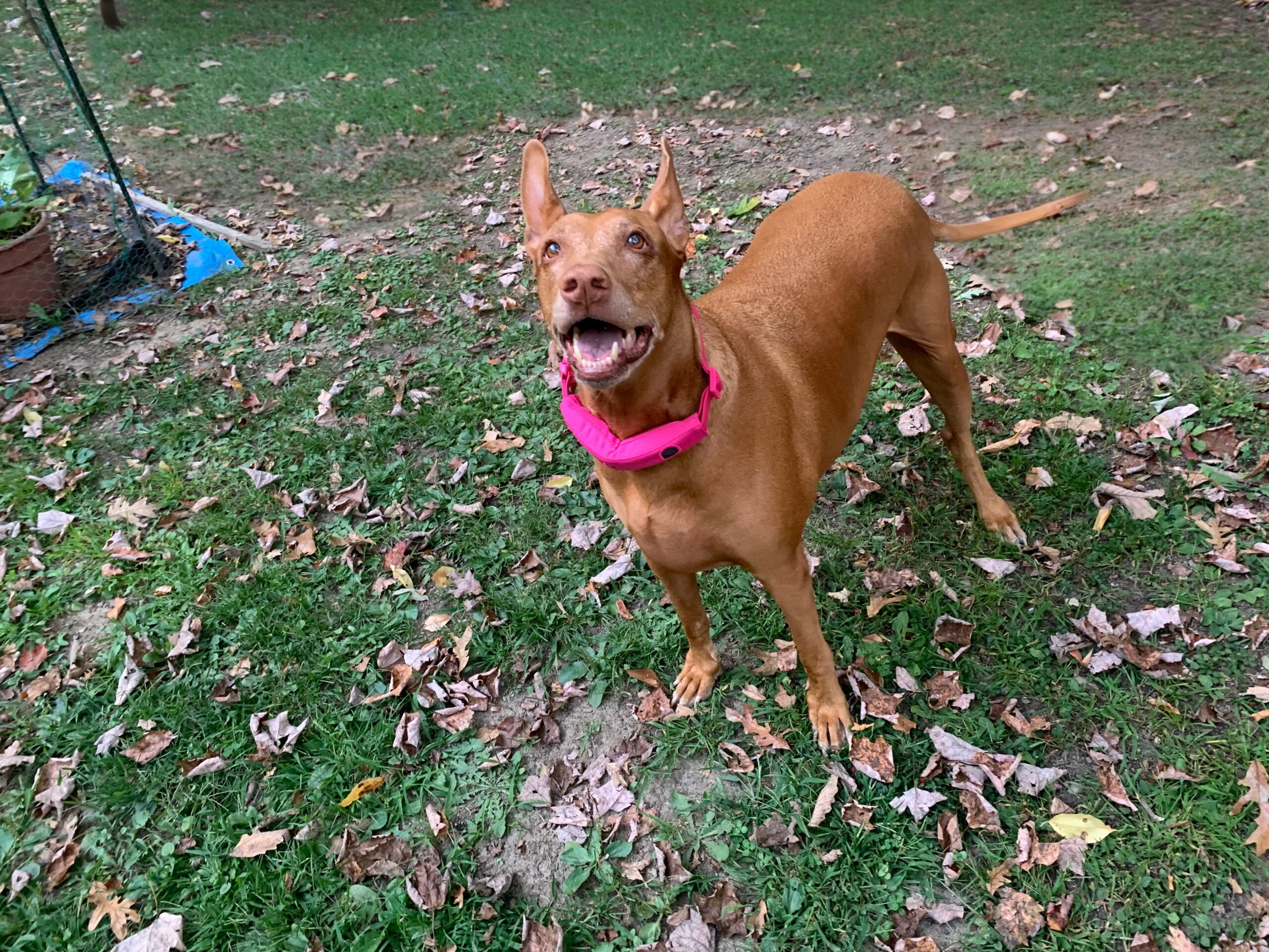 Halo Collar 5 GPS Wireless Dog Fence