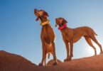 Halo Collar 4 vs Halo Collar 5: Key Differences Every Dog Owner Should Know