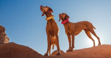 Halo Collar 4 vs Halo Collar 5: Key Differences Every Dog Owner Should Know
