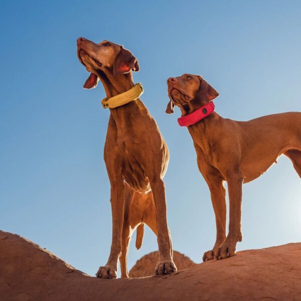 Halo Collar 4 vs Halo Collar 5: Key Differences Every Dog Owner Should Know