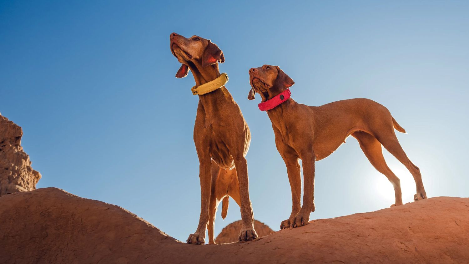 Halo Collar 4 vs Halo Collar 5: Key Differences Every Dog Owner Should Know