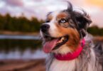 Halo Collar 5 Review: What’s New, What’s the Same, and Is It Worth Upgrading?