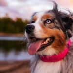 Halo Collar 5 Review: What’s New, What’s the Same, and Is It Worth Upgrading?