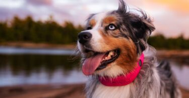 Halo Collar 5 Review: What’s New, What’s the Same, and Is It Worth Upgrading?